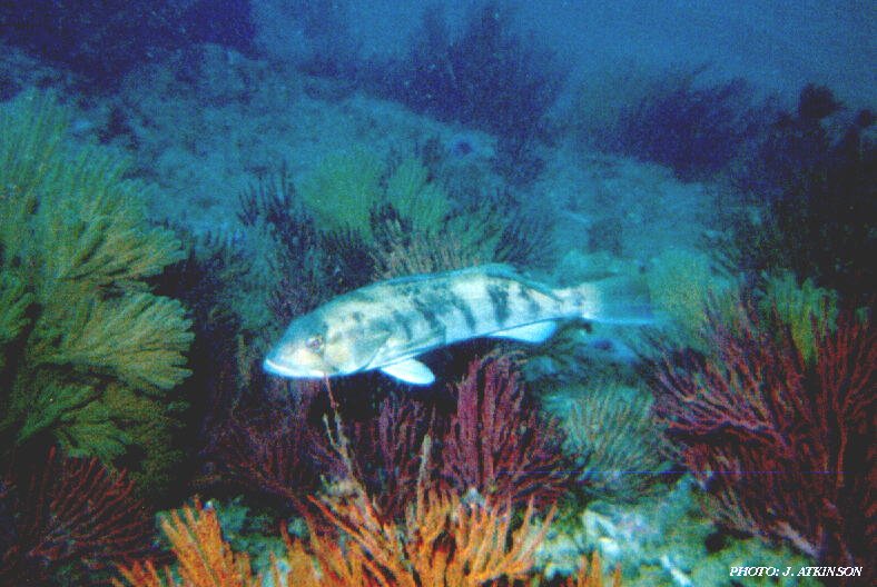 ja-sbass.jpg (98070 bytes)