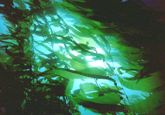 kelp.jpg (32951 bytes)