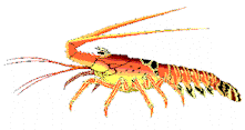 spiny.gif (10086 bytes)