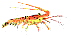 spiny2.gif (10084 bytes)